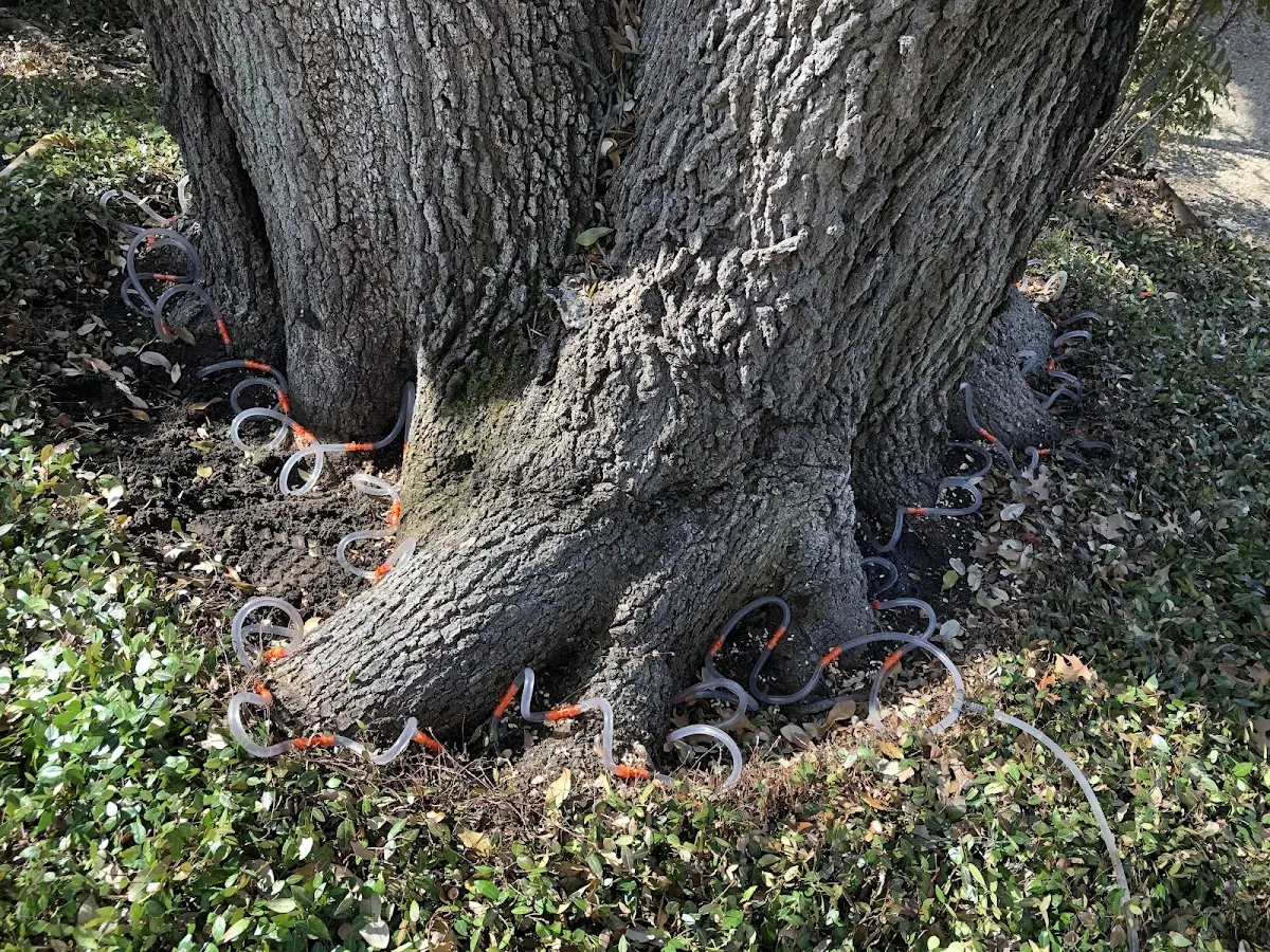 Detailed Tree Cabling and Bracing job site in Auburn University