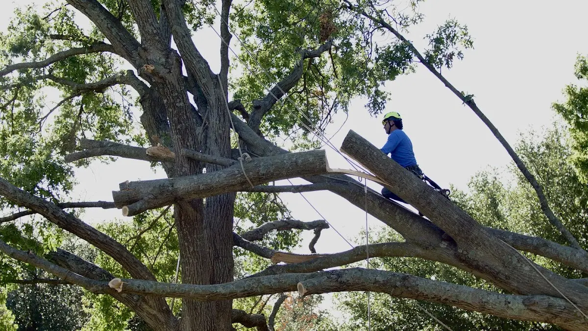Professional Crown Thinning performed by certified arborists in Auburn University