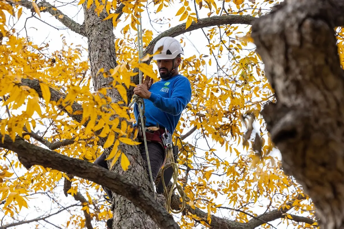 Skilled Tree Pruning crew working in Auburn University